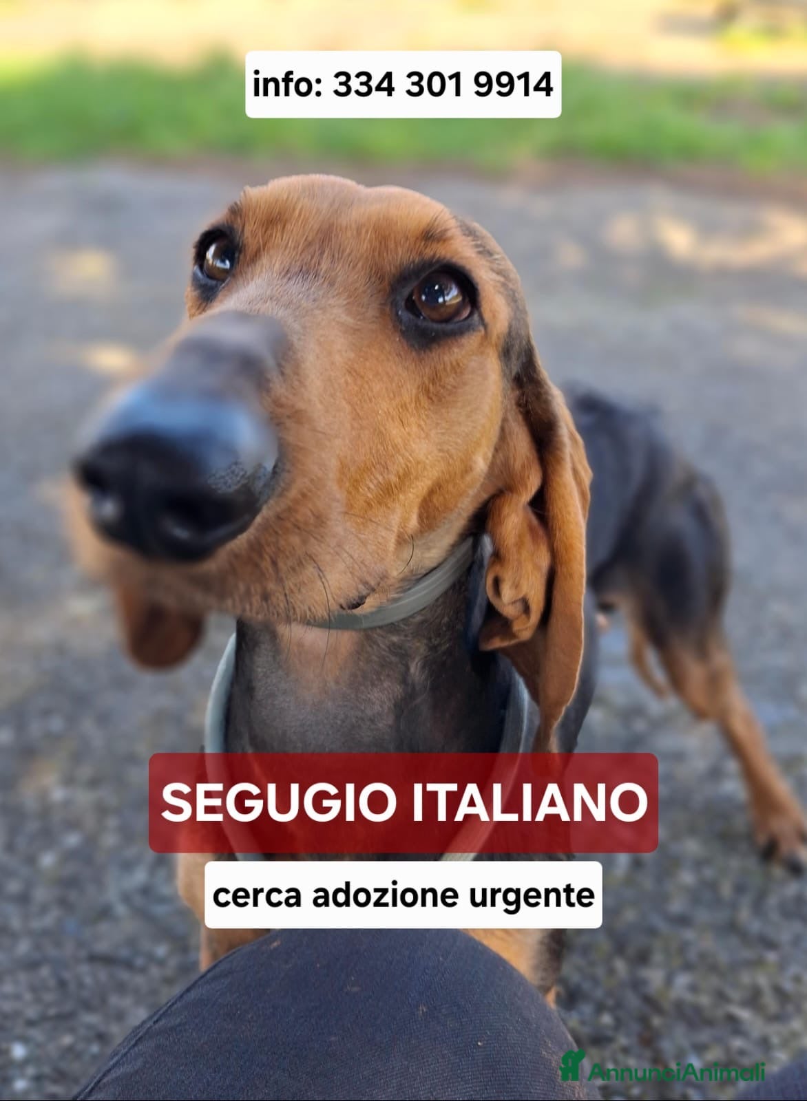 Segugio cani BOBO 💙-cagnolino mite e delicato, buono con tutti - Annuncio 5