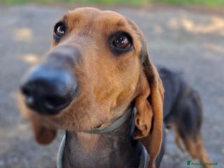 Segugio cani BOBO 💙-cagnolino mite e delicato, buono con tutti - Annuncio 17