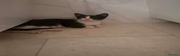 Meticcio gatti in regalo: Burrito dolcissimo micetto in adozione  - Annuncio 5