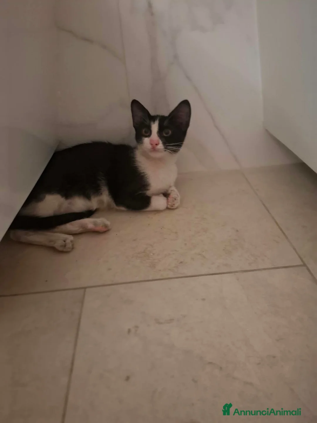 Meticcio gatti in regalo: Burrito dolcissimo micetto in adozione  - Annuncio 5