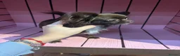 Chihuahua cani in vendita: Chihuahua pelo lungo bicolore - Annuncio 4