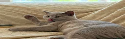 British gatti in vendita: Quattro piccoli British cercano casa 🐾 - Annuncio 12
