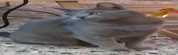 Certosino gatti in vendita: Cessione di Gattina Certosina  - Annuncio 3