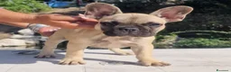 Bulldog Francese cani in vendita: Bulldog francese  - Annuncio 3