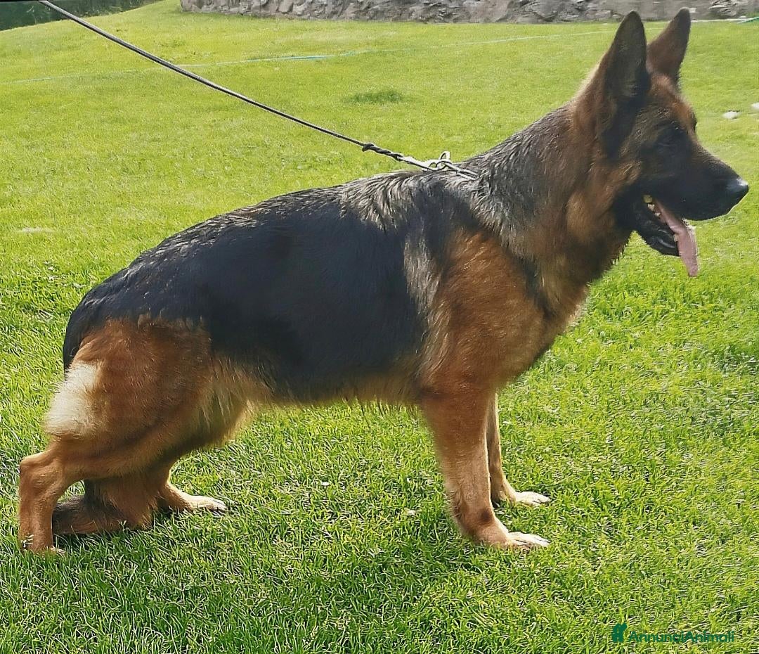 Pastore Tedesco cani Femmina pastore tedesco  - Annuncio 1