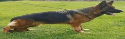Pastore Tedesco cani in regalo: Femmina pastore tedesco  - Annuncio 1