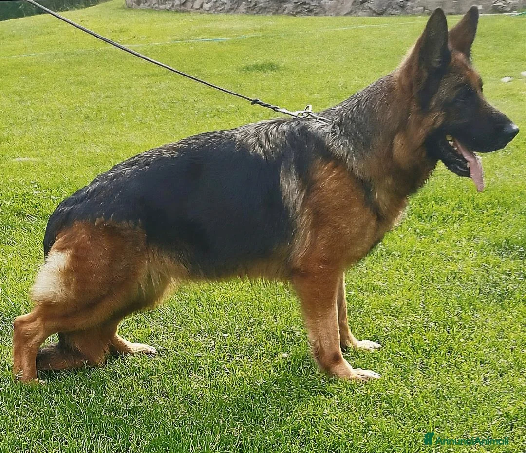 Pastore Tedesco cani in regalo: Femmina pastore tedesco  - Annuncio 1