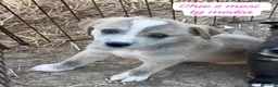 Meticcio cani in regalo: Meticci dimenticati da tutti  a Provincia di Pavia - Annuncio 2