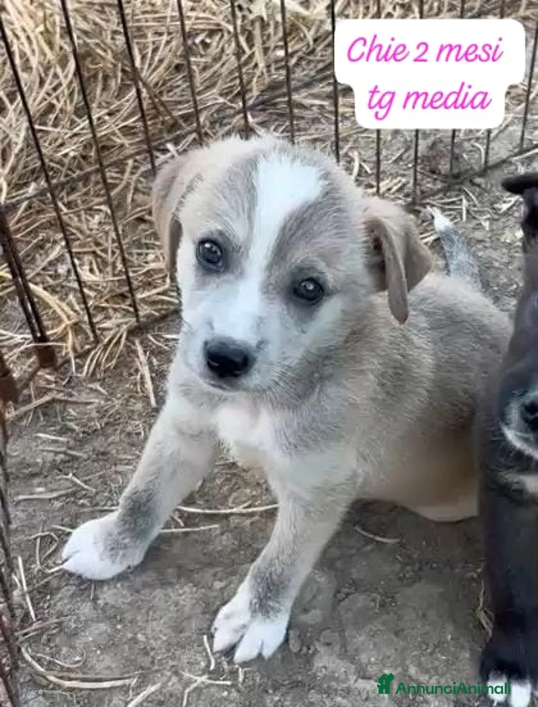 Meticcio cani in regalo: Meticci dimenticati da tutti  a Provincia di Pavia - Annuncio 2