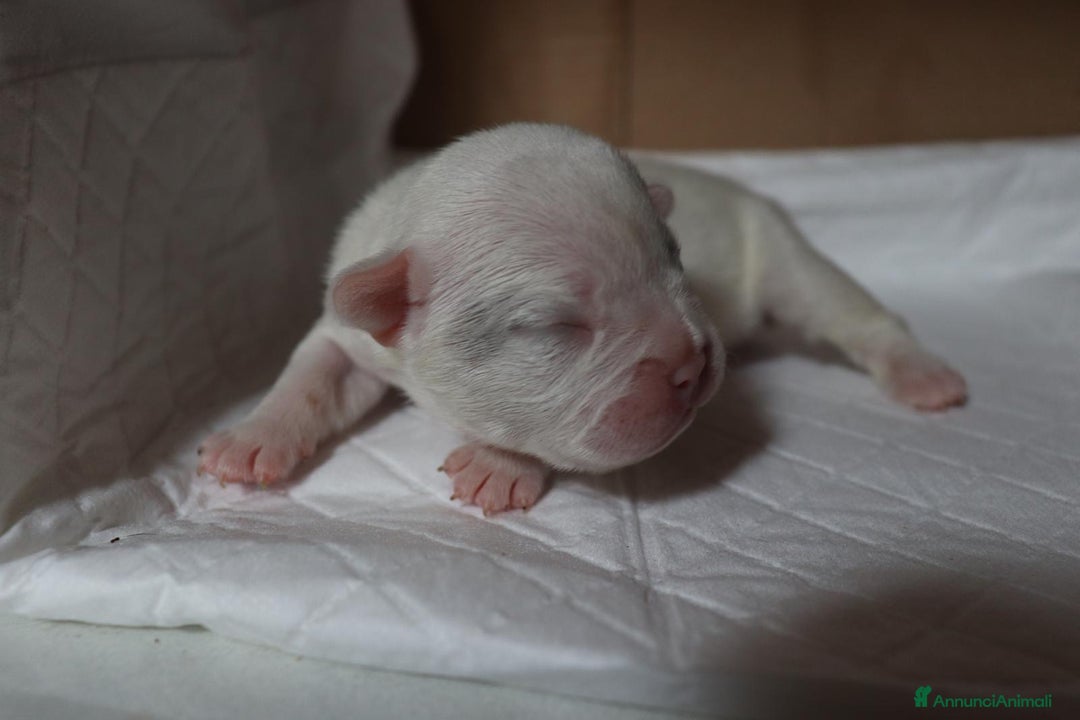 Bulldog Francese cani in vendita: Cuccioli di bulldog francese  a Città Metropolitana di Venezia - Immagine 11