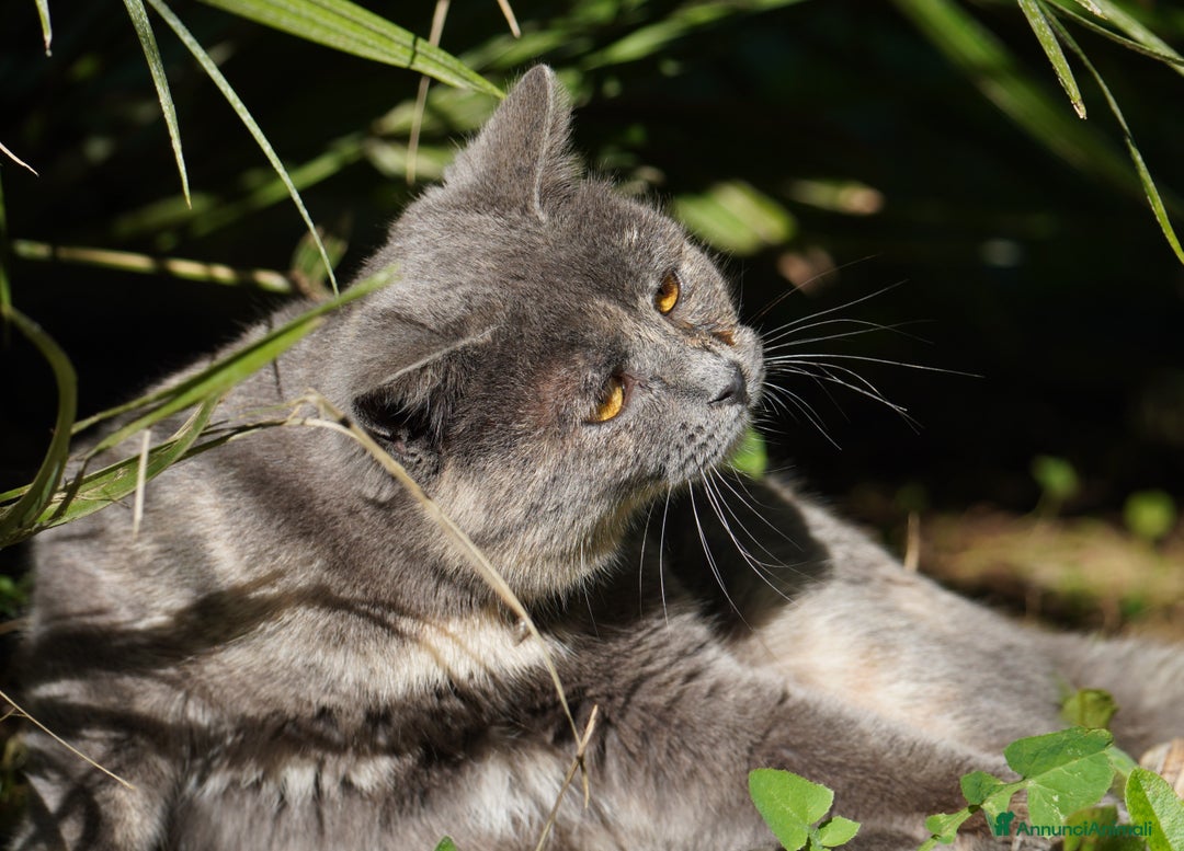 Meticcio gatti in regalo: Scheggia, gattina meravigliosa  - Annuncio 6