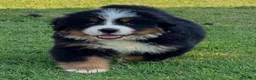 Bovaro del Bernese cani in vendita: Disponibili cuccioli femmine con pedigree - Annuncio 6