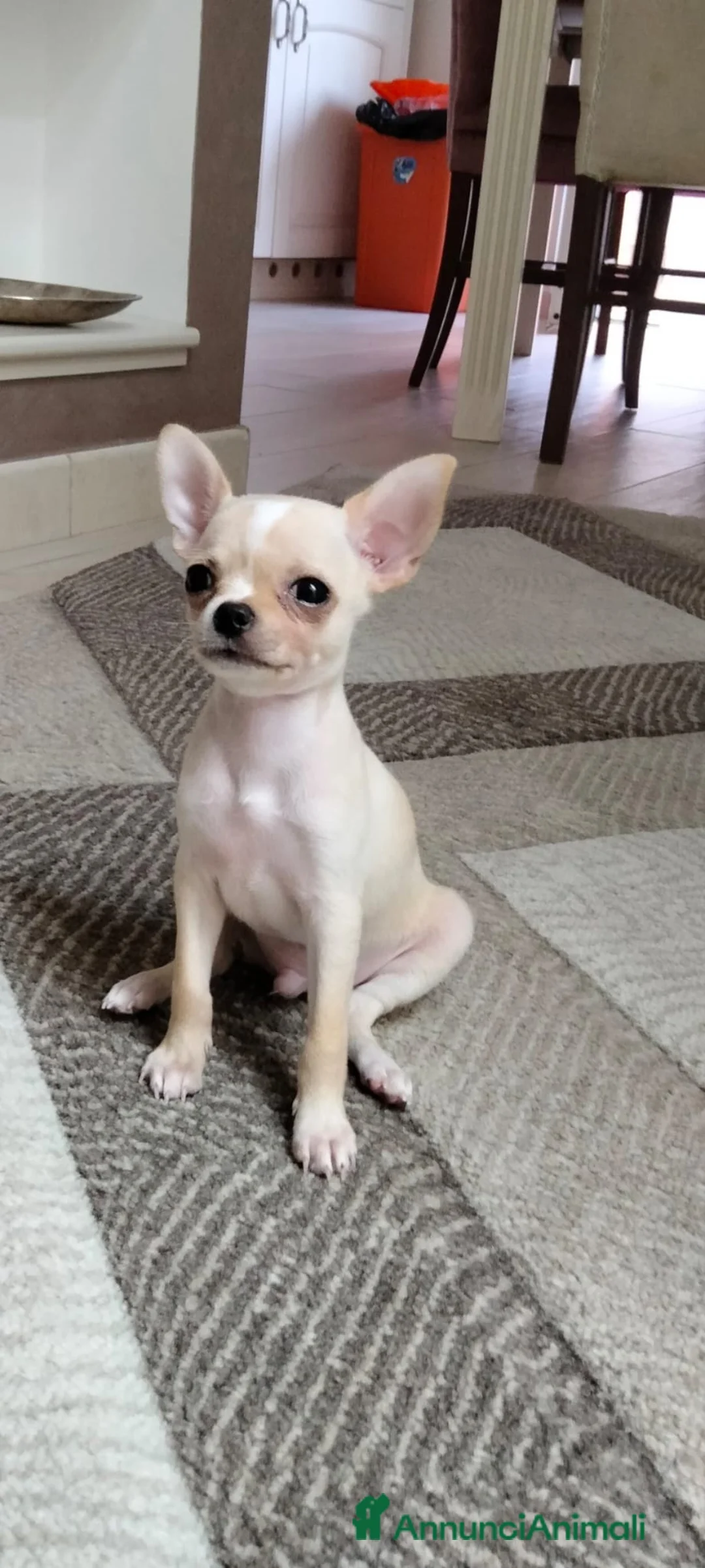 Chihuahua cani in vendita: Chihuhua  - Annuncio 4