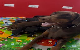 Dobermann cani in vendita: cuccioli dobermann selezionati  a Provincia di Avellino - Immagine 9