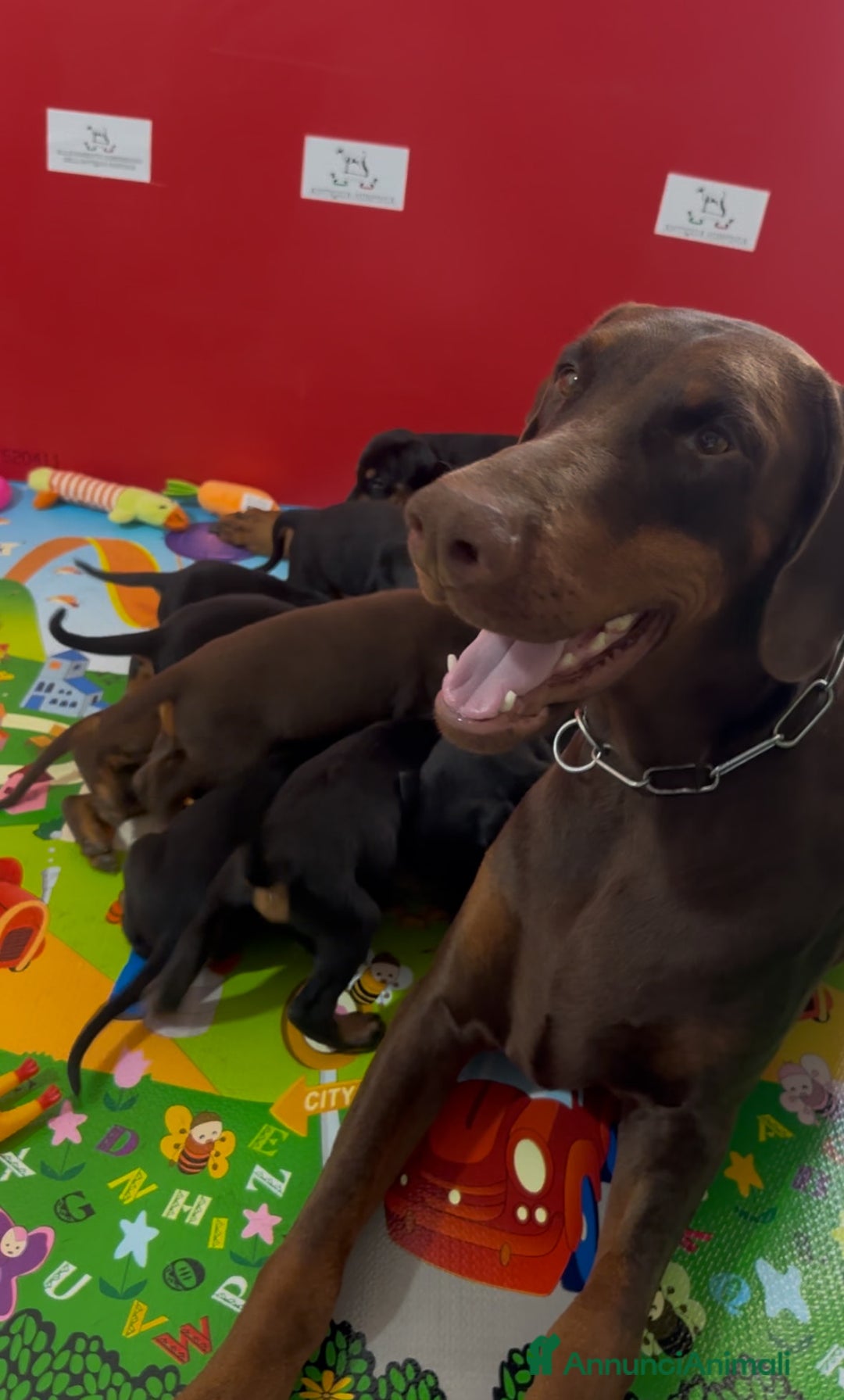 Dobermann cani in vendita: cuccioli dobermann selezionati  a Provincia di Avellino - Immagine 9