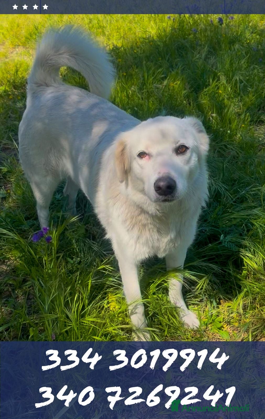 Meticcio cani WILMA🩷-2 anni, cerca una casa per sempre 🙏🏻🏠 - Annuncio 2