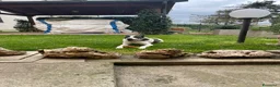 Meticcio cani in regalo: Regalasi cane taglia media a Provincia di Perugia - Annuncio 3