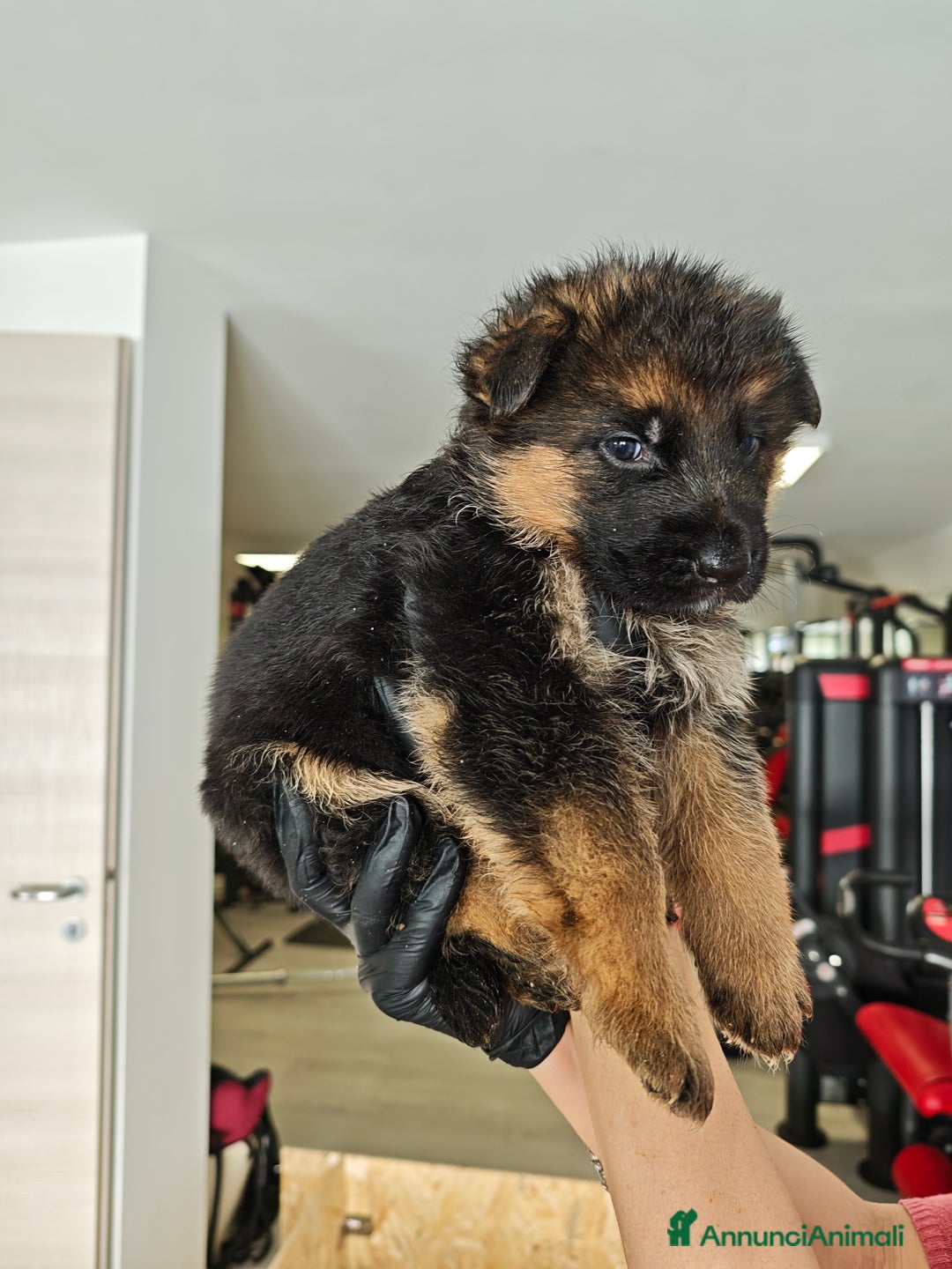 Pastore Tedesco cani in vendita: Cuccioli di pastore tedesco  - Annuncio 3