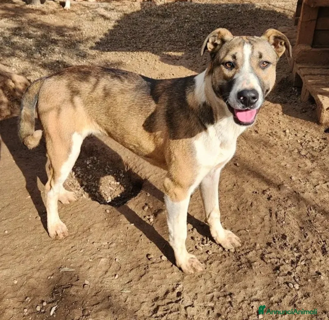 Meticcio cani in regalo: Drago e Lara mix Pitbull 9mesi COSENZA SOS CASA - Annuncio 5