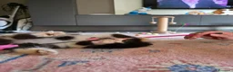 Persiano gatti in vendita: Gatti persiani  - Annuncio 13