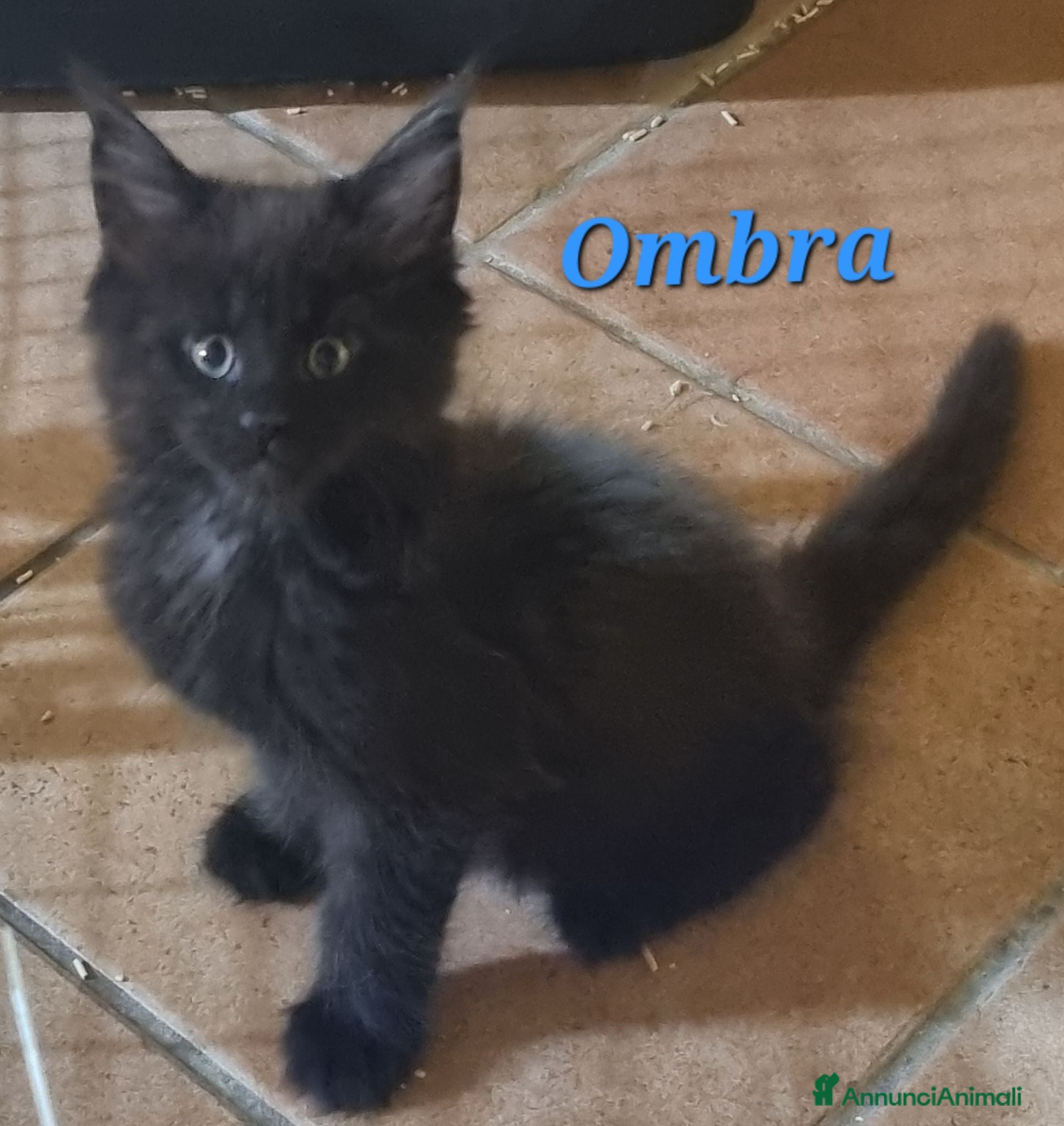 Maine Coon gatti Stupendo cucciolo maschio Maine Coon ANFI - Annuncio 2