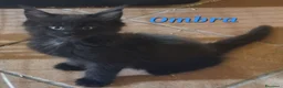 Maine Coon gatti in vendita: Stupendo cucciolo maschio Maine Coon ANFI a Città metropolitana di Milano - Annuncio 2