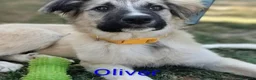 Meticcio cani in regalo: Apple e Oliver cuccioli di 4 mesi cercano casa  - Annuncio 4