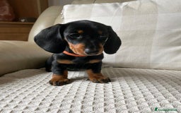 Bassotto cani in vendita: Cuccioli di Bassotto pronti a Provincia di Perugia - Immagine 5