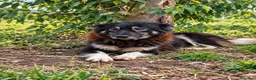 Meticcio cani in regalo: Nadia, simil lupetta/pastorina!  - Annuncio 1