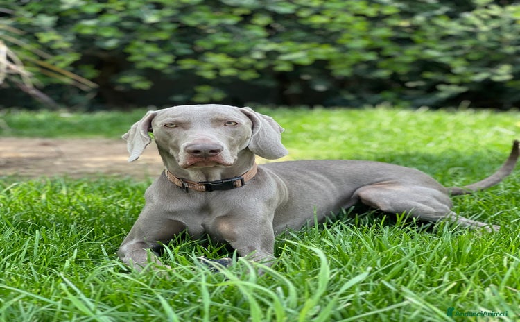 Weimaraner cani a Città Metropolitana di Bari - Annuncio 5