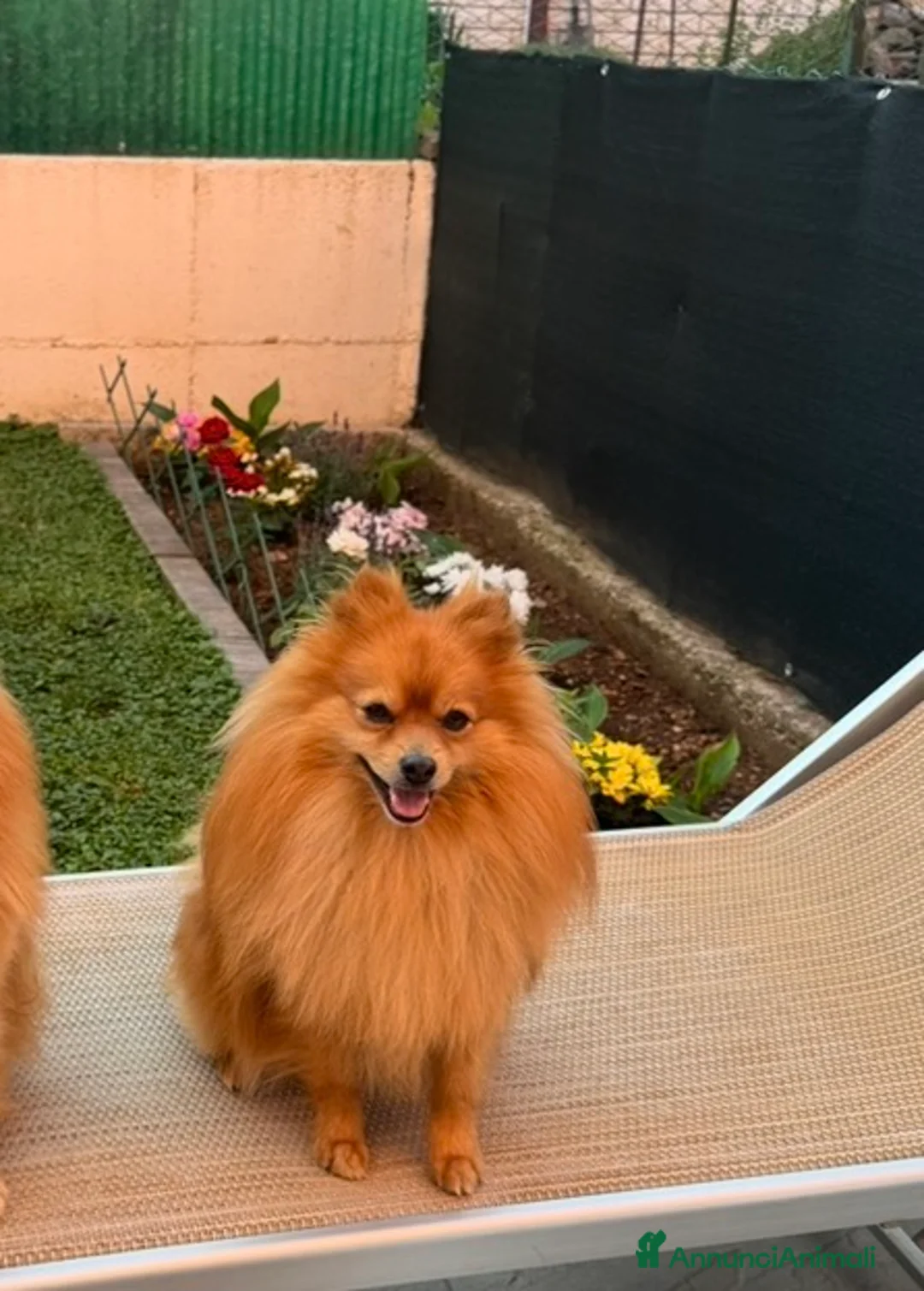 Spaniel Tedesco cani per accoppiamento: Cerca cagnolina 🐶  - Annuncio 2
