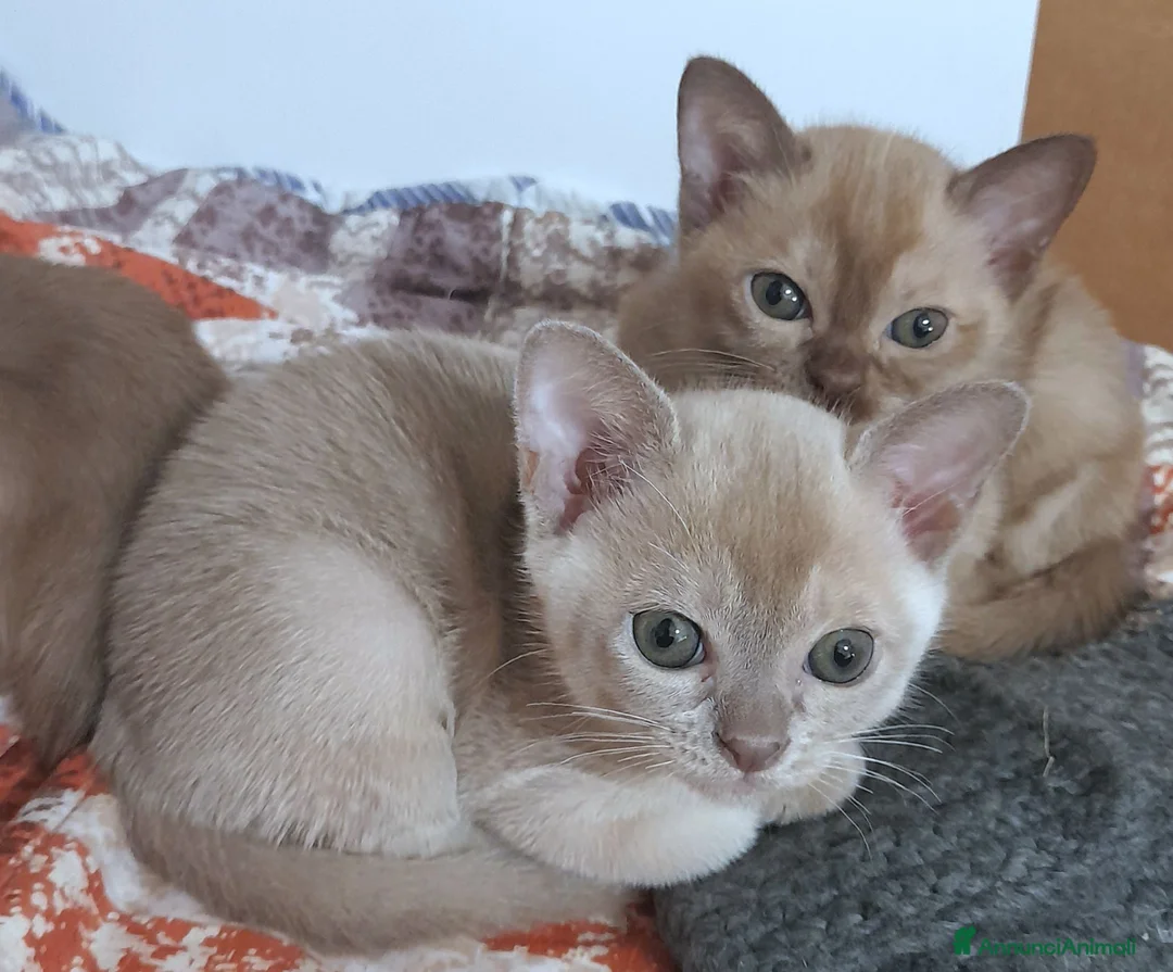 Burmese gatti in vendita: Gattini burmesi color cioccolato e lilla - Annuncio 8