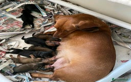 Bassotto cani in vendita: Cuccioli di Bassotto pronti a Provincia di Perugia - Immagine 10
