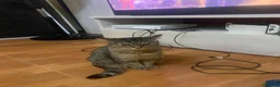 Meticcio gatti in regalo: GATTINI E GATTI ADULTI a Provincia di Piacenza - Annuncio 2
