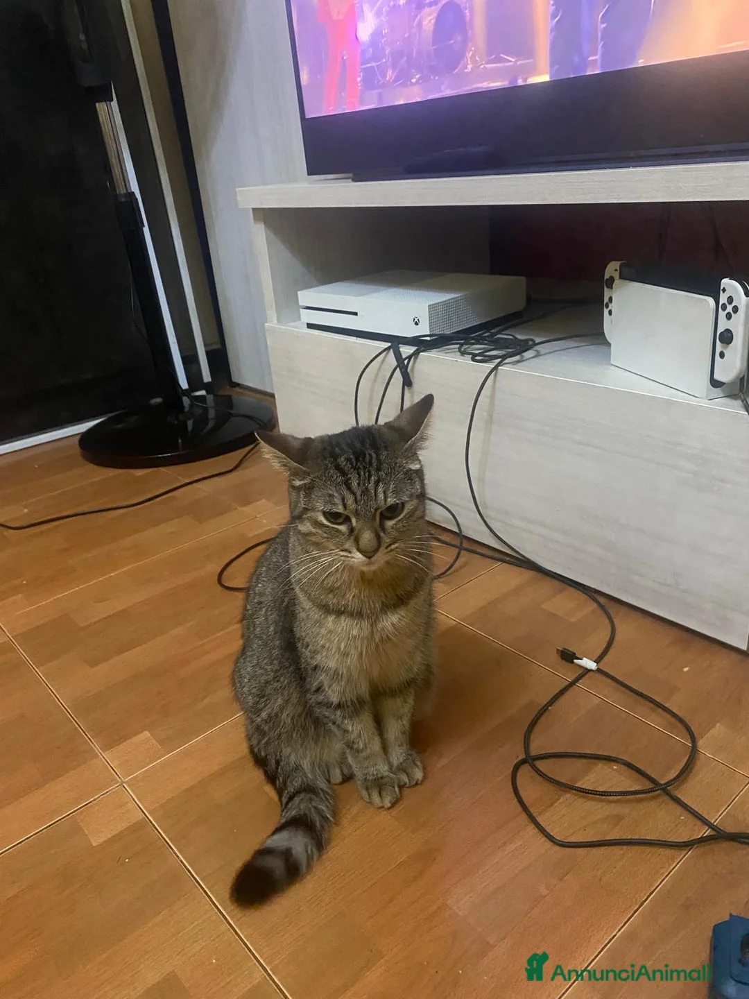Meticcio gatti in regalo: GATTINI E GATTI ADULTI a Provincia di Piacenza - Annuncio 2