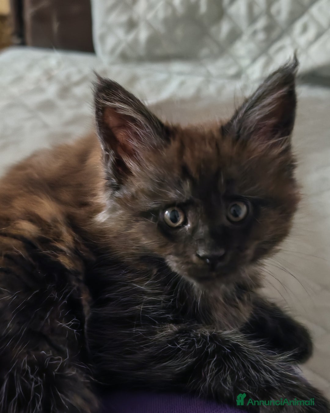 Maine Coon gatti in vendita: Cuccioli MAINE COON - Annuncio 3