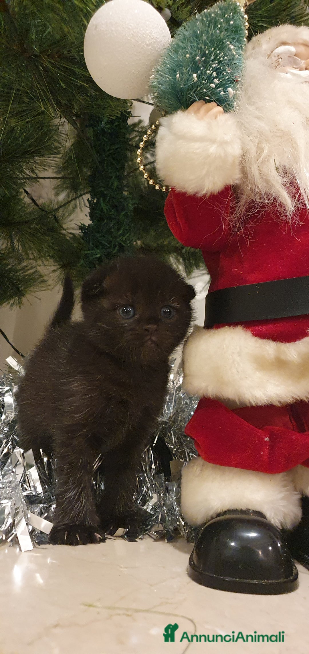 British gatti in vendita: Bellissimi cuccioli  - Annuncio 4