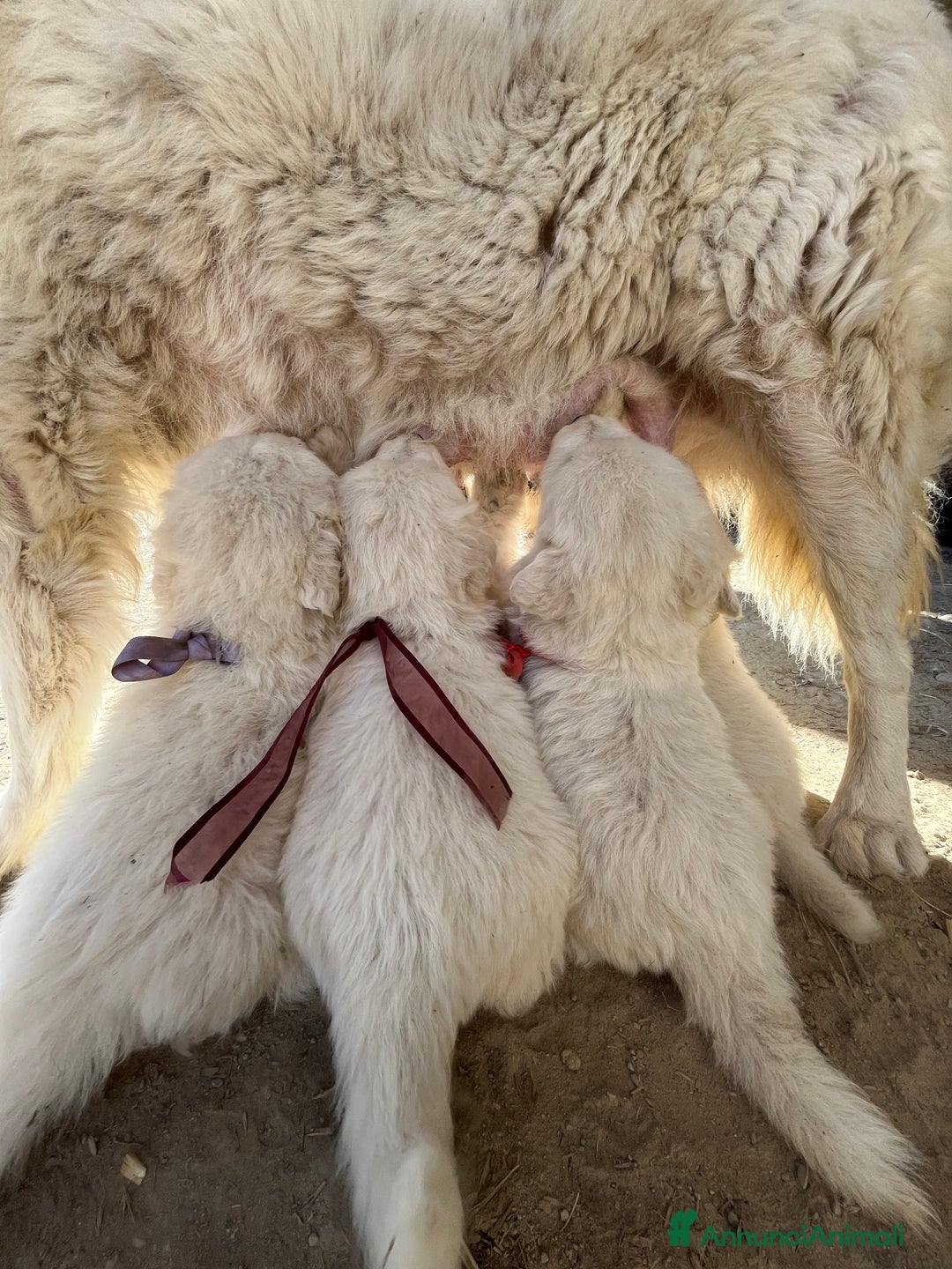 Pastore Maremmano cani in vendita: Pastore maremmano - Annuncio 3