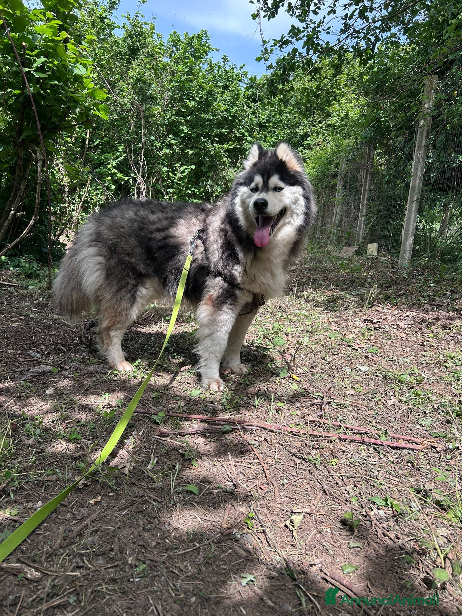 Alaskan Malamute cani in regalo: MALAMUT/HUSKY - Annuncio 2