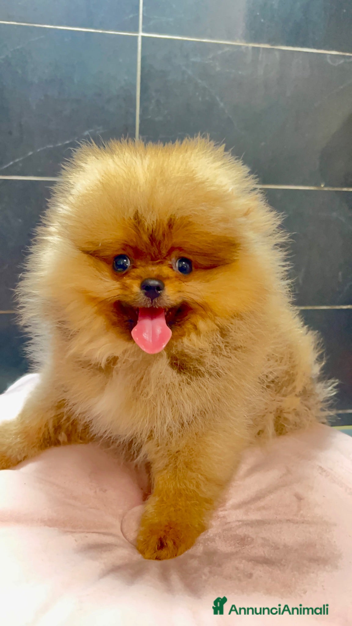 Spitz cani Spitz Pomerania nano  - Annuncio 8