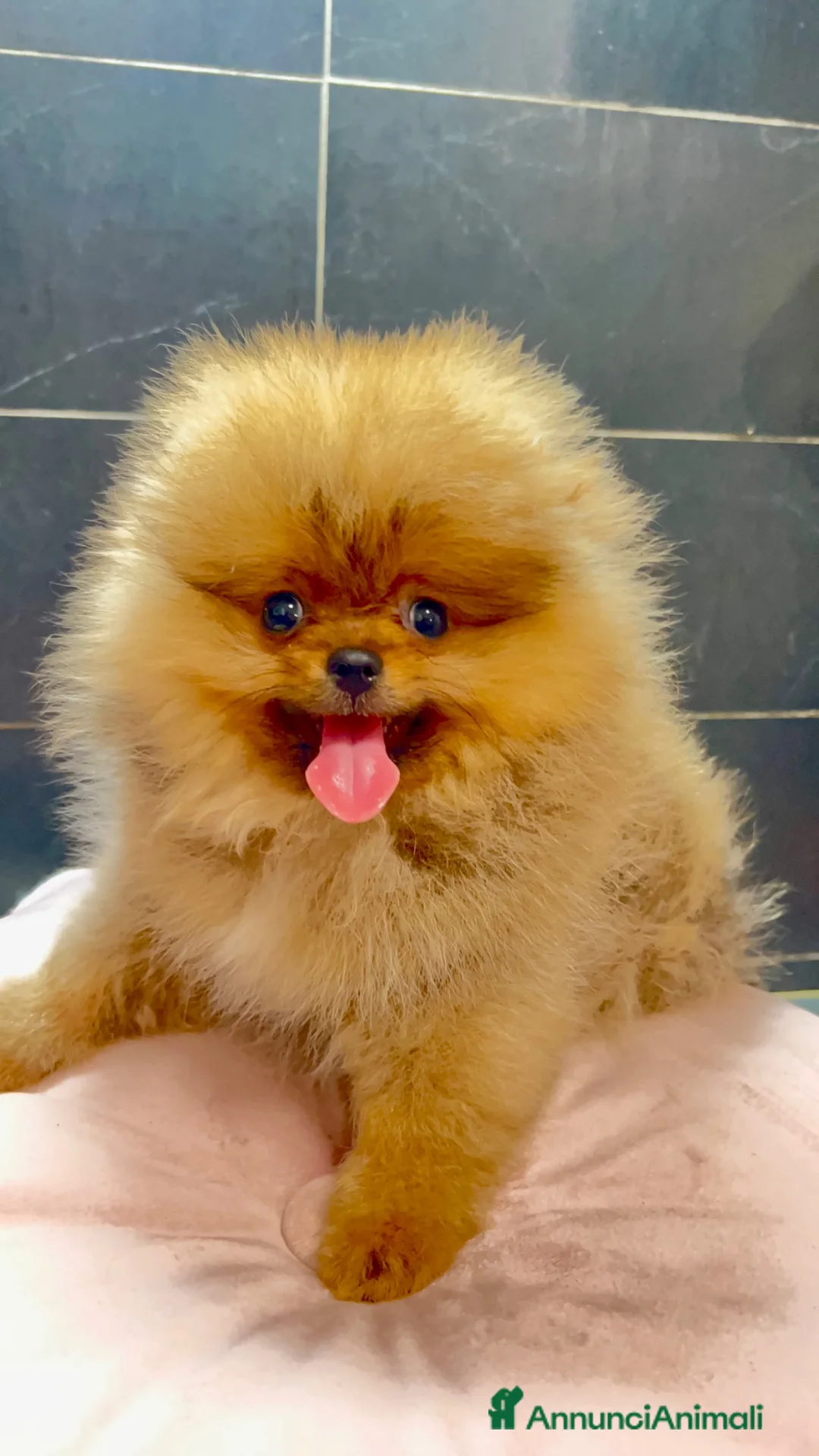Spitz cani in vendita: Spitz Pomerania nano  - Annuncio 1