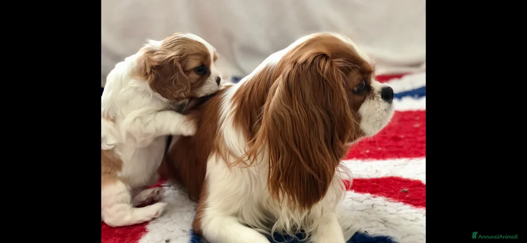 Immagine della galleria {{count}}