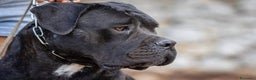 Cane Corso cani in vendita: Cane corso  - Annuncio 2