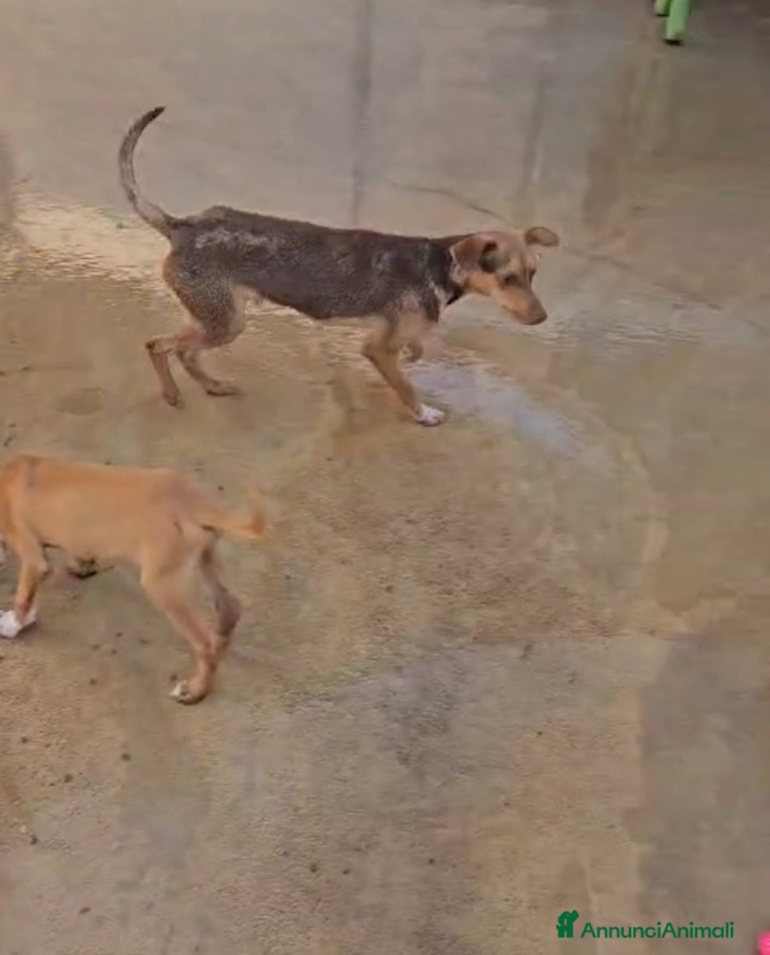 Meticcio cani in regalo: Lupo: cucciolotto taglia piccola socievole  a Città Metropolitana di Genova - Annuncio 11