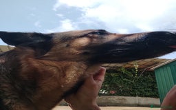 Pastore Tedesco cani in regalo: Sally, 6 anni, Pastore Tedesco - Immagine 2