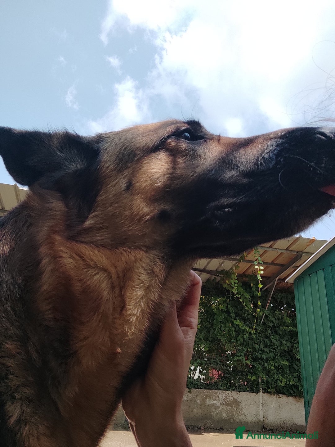 Pastore Tedesco cani in regalo: Sally, 6 anni, Pastore Tedesco - Immagine 2