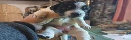 Meticcio cani in vendita: cuccioli di lagotto e kelpie - Annuncio 9