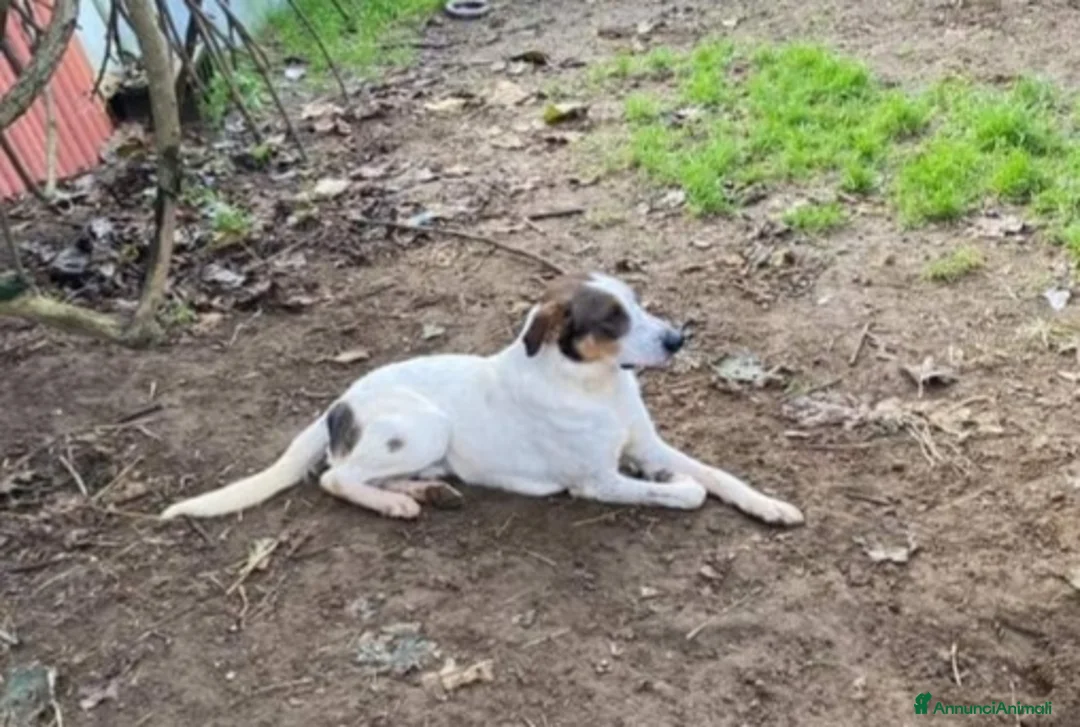 Meticcio cani in regalo: 4anni INVISIBILE E DIMENTICATO IN RUFUGIO.NAPOLI a Città Metropolitana di Milano - Annuncio 2