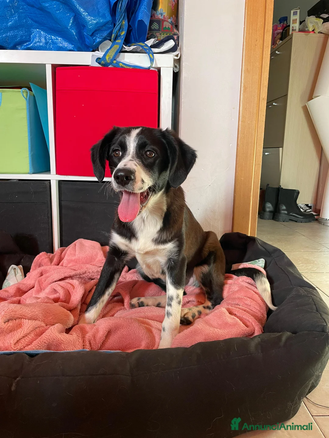 Meticcio cani in regalo: KITTY - Annuncio 6