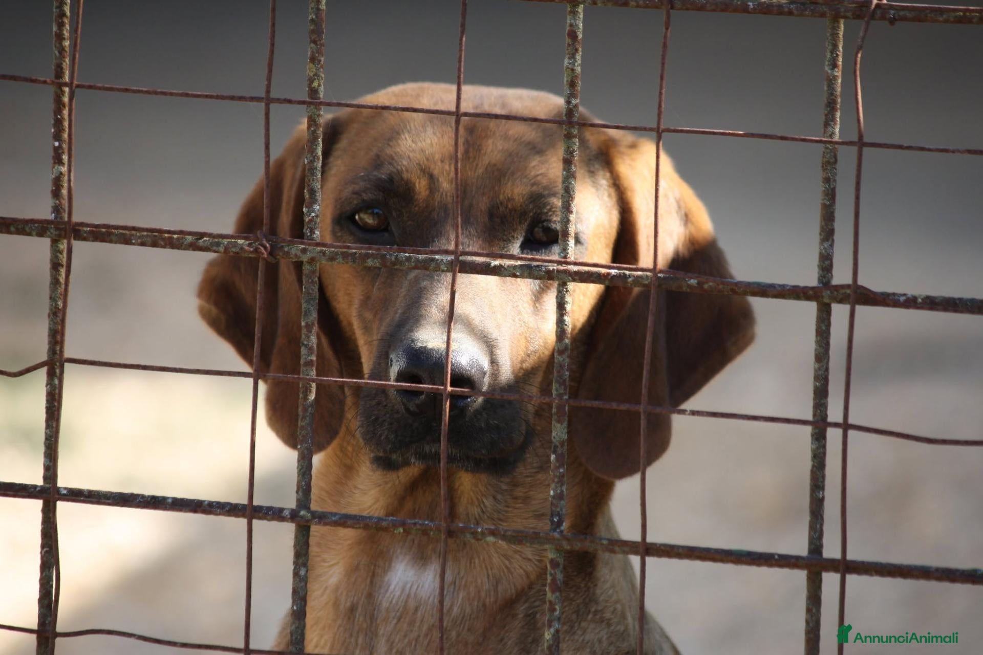Meticcio cani Giordan in adozione - Annuncio 21